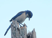 Island Scrub-Jay - Aphelocoma insularis