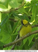 Canada Warbler - Wilsonia canadensis