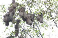 Yellow-rumped Cacique - Cacicus cela