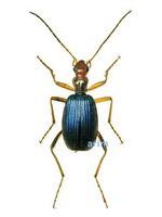 큰목가는먼지벌레 - Brachinus stenoderus