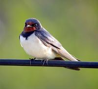 Barn Swallow