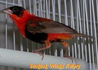 Red Bishop Weaver