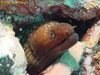 Saw Tooth Moray (Gymnothorax prionodon)