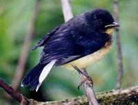 Spectacled Whitestart