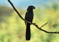 Smooth-billed Ani  