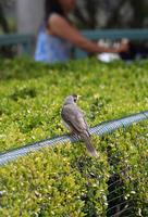 Noisy Myna