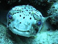 Balloonfish - Diodon holocanthus