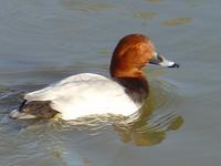 EUROPEAN POCHARD