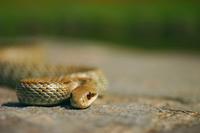 Elaphe quadrivirgata Japanese four-lined snake