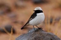 s�rgesteinskvett / mourning wheatear (Oenanthe lugens)