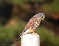 황조롱이 Kestrel Falco tinnunculus