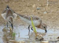 Red-Necked Stint Calidris ruficollis 좀도요