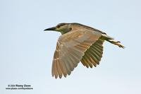 Black-crowned Night-Heron