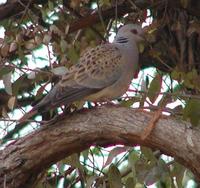 European Turtle Dove Streptopelia turtur