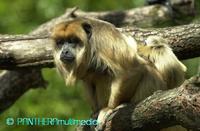 Alouatta caraya ssp