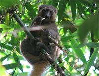 ▲대나무를 먹고 있는 황금대나무여우원숭이