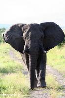 Large African elephant (Loxodonta africana)