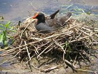 Dusky Moorhen on nest. Brisbane, Queensland. December 2004. Photo © Barrie Jamieson