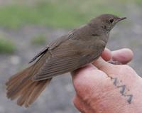 Thrush Nightingale (Luscinia luscinia)