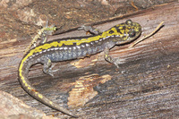 : Ambystoma macrodactylum macrodactylum; Long-toed Salamander