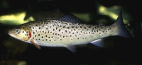 Lake Trout Salmo trutta lacustris