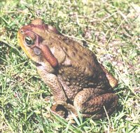 : Bufo achavali