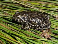 : Bufo exsul; Black Toad