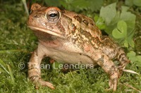 : Bufo fowleri; Fowler's Toad