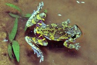 : Dendropsophus nahdereri