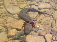 : Necturus maculosus; Mudpuppy