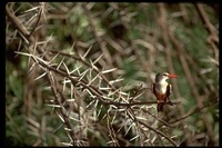 : Halcyon leucocephala; Grey-headed Kingfisher