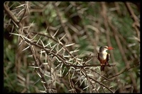 : Halcyon leucocephala; Grey-headed Kingfisher