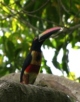 : Pteroglossus frantzii; Fiery-billed Aracari