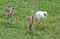 : Rhea americana; Greater Rhea