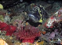 : Sebastes chrysomelas; Black-and-yellow Rockfish;