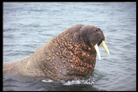 : Odobenus rosmarus; Walrus