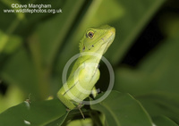 : Bronchocela cristatella; Green Crested Lizard