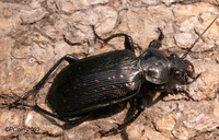 : Calosoma sayi; Black Caterpillar Hunter