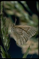 : Coenonympha california; California Ringlet