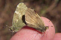 : Nathalis iole; Dwarf Yellow Aka Dainty Sulphur