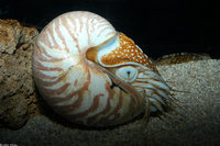 : Nautilus pompilius; Chambered Nautilus