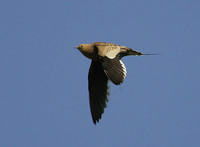 Chestnut-bellied Sandgrouse