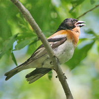 Brambling