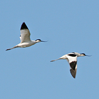 Pied Avocets