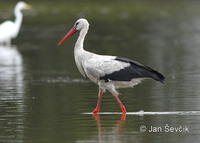 Photo of čáp bílý Ciconia ciconia White Stork Weisstorch