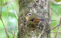 クリボウシチメドリ Rufous-winged Fulvetta Alcippe castaneceps