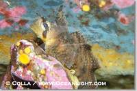 ...Image 13703, Sailfin sculpin., Nautichthys oculofasciatus, Phillip Colla, all rights reserved wo