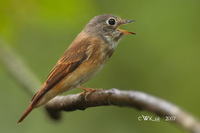 Ferruginous Flycatcher ( Muscicapa ferruginea )