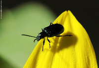 Oulema gallaeciana