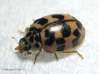 Oenopia conglobata conglobata var. meridionalis